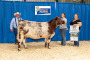 Ontario Shorthorns