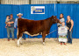 Ontario Shorthorns