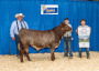 Ontario Shorthorns