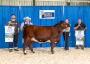 Ontario Shorthorns