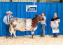 Ontario Shorthorns