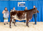 Ontario Shorthorns