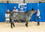 Ontario Shorthorns