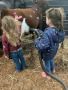 Ontario Shorthorns