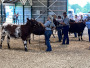 Ontario Shorthorns