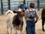 Ontario Shorthorns