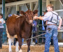 Ontario Shorthorns