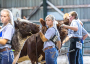 Ontario Shorthorns